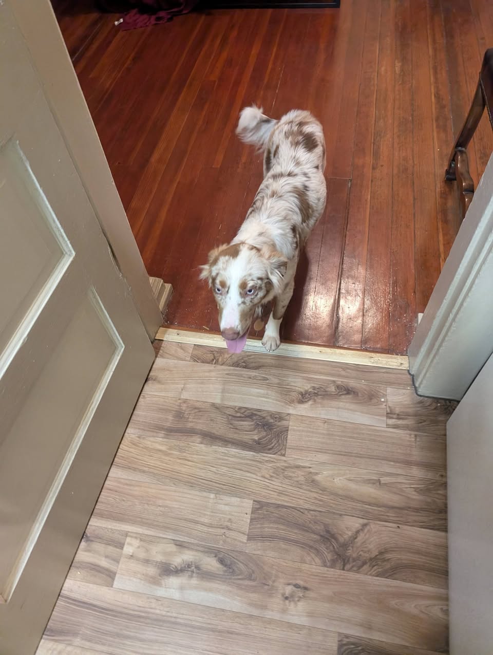 Found dog
