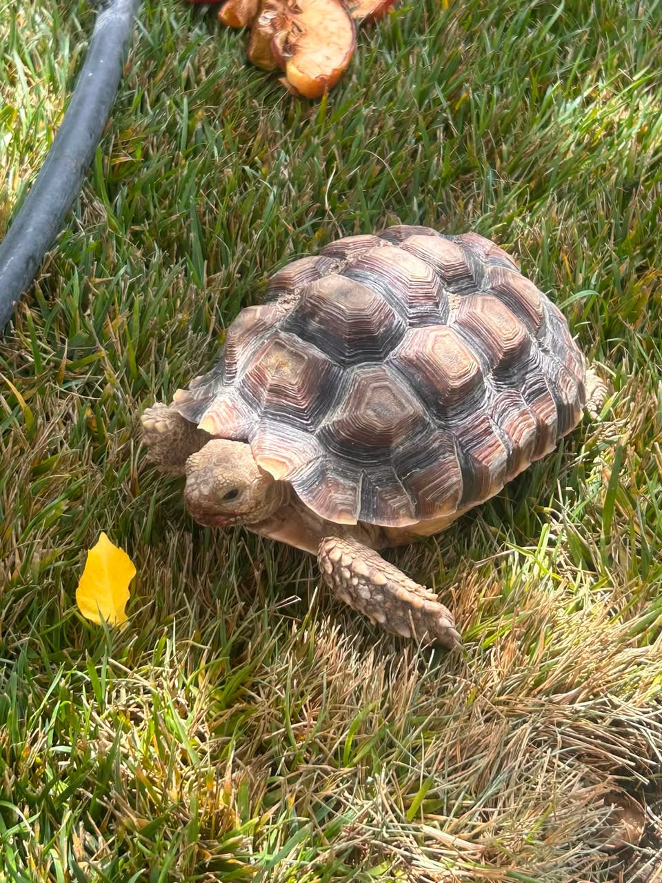 Lost Tortoise in Nicaragua And Chesin