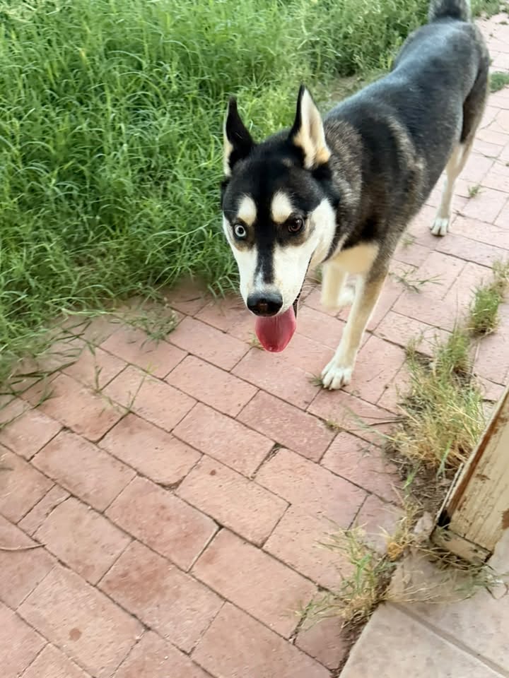Found Dog in Tucson