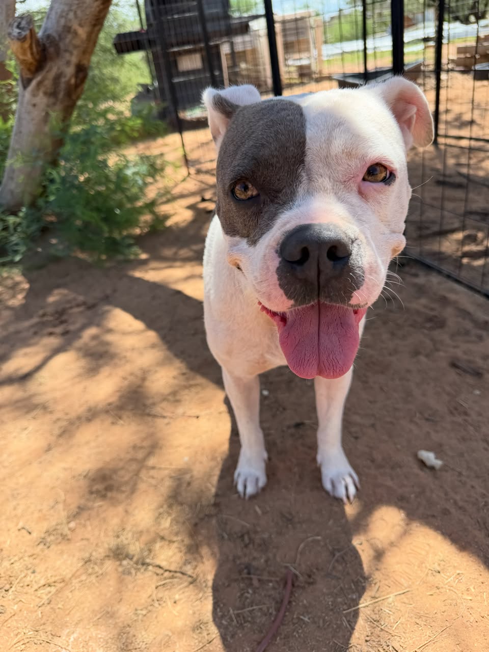 Found Dog in Tucson