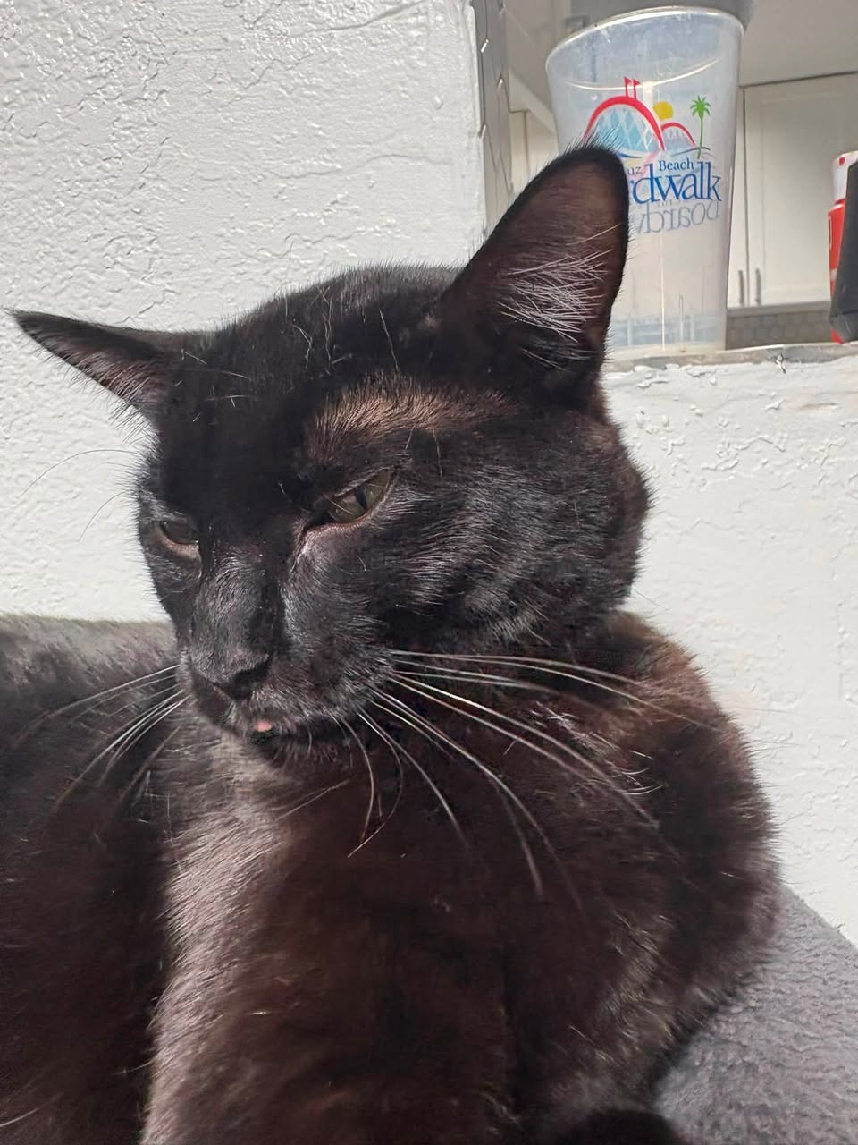 Lost cat
