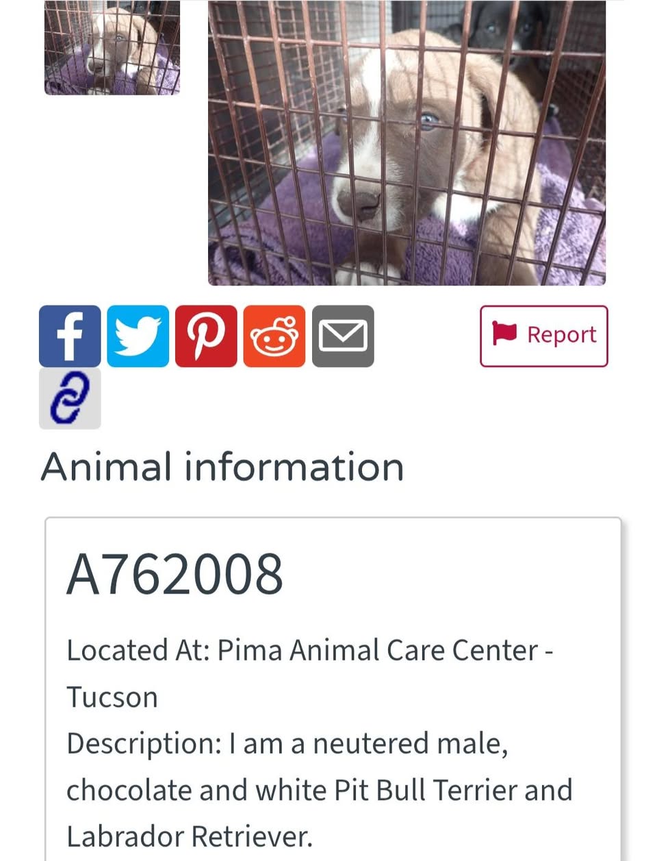 Found pet