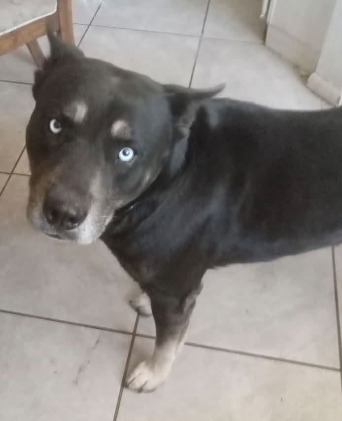 Lost Dog in Tucson