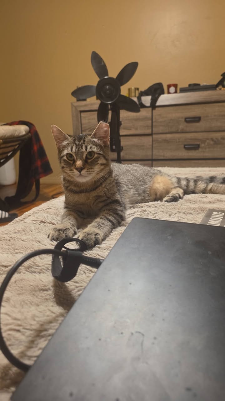 Lost Cat in Tucson