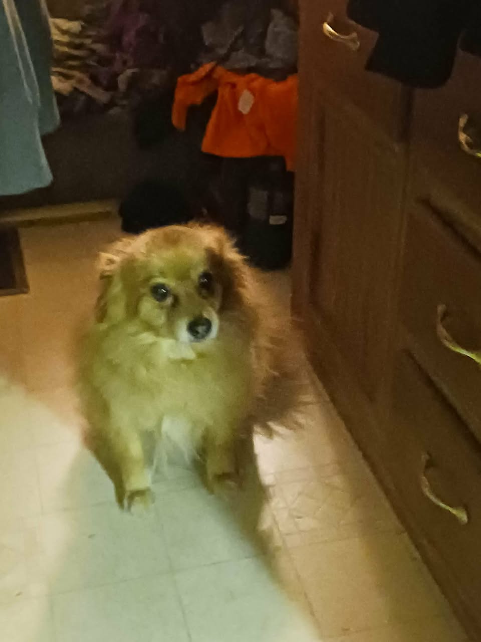 Lost Dog in Tucson