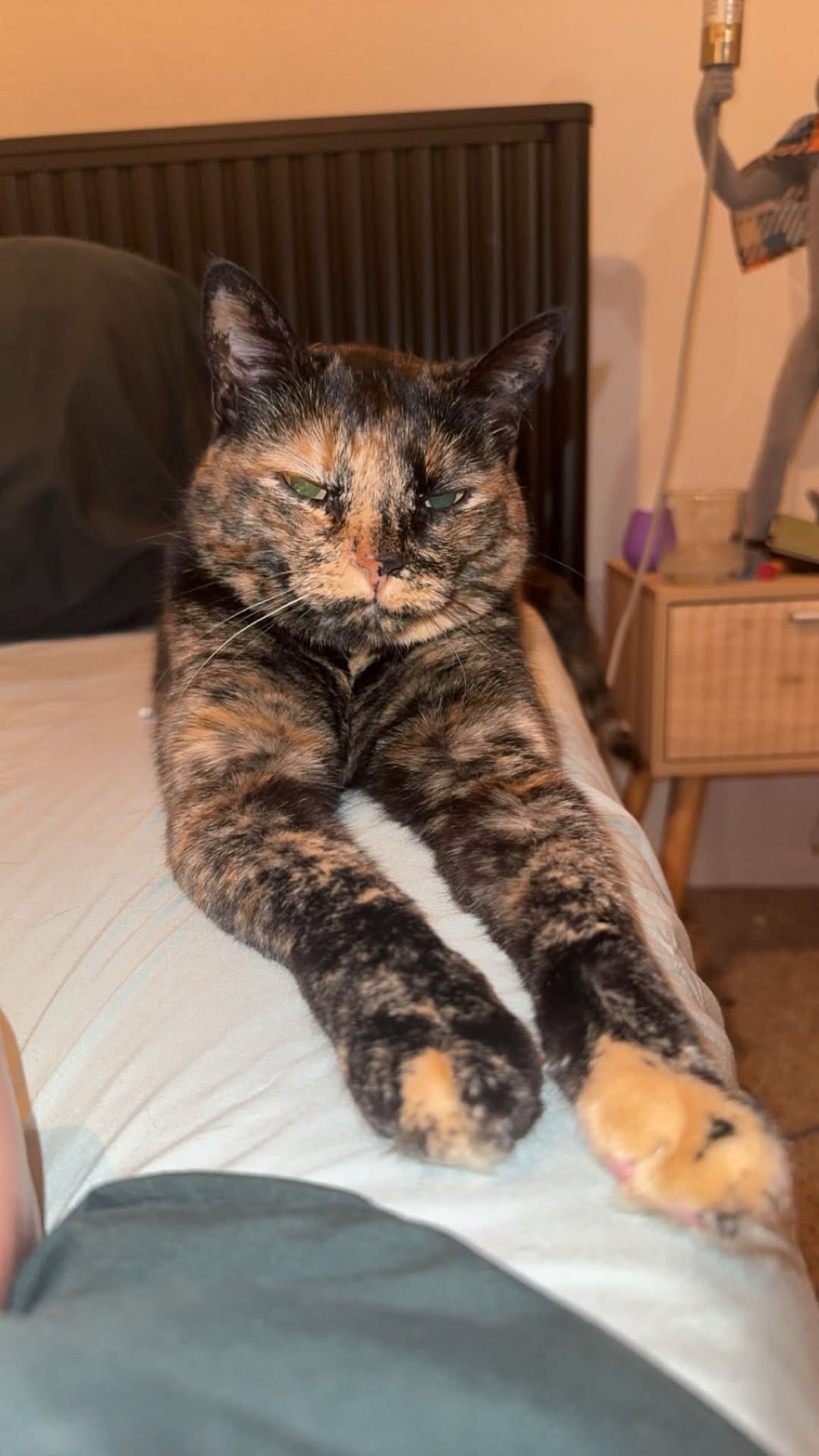 Lost Cat in Magee And Oracle
