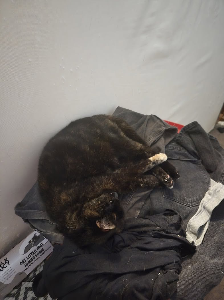 Lost Cat in Tucson