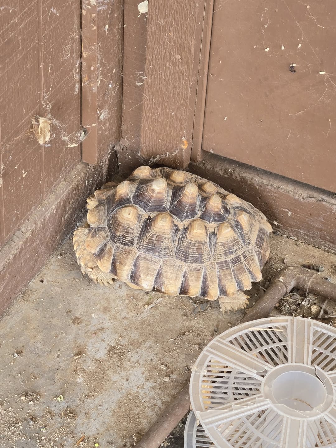 Found turtle