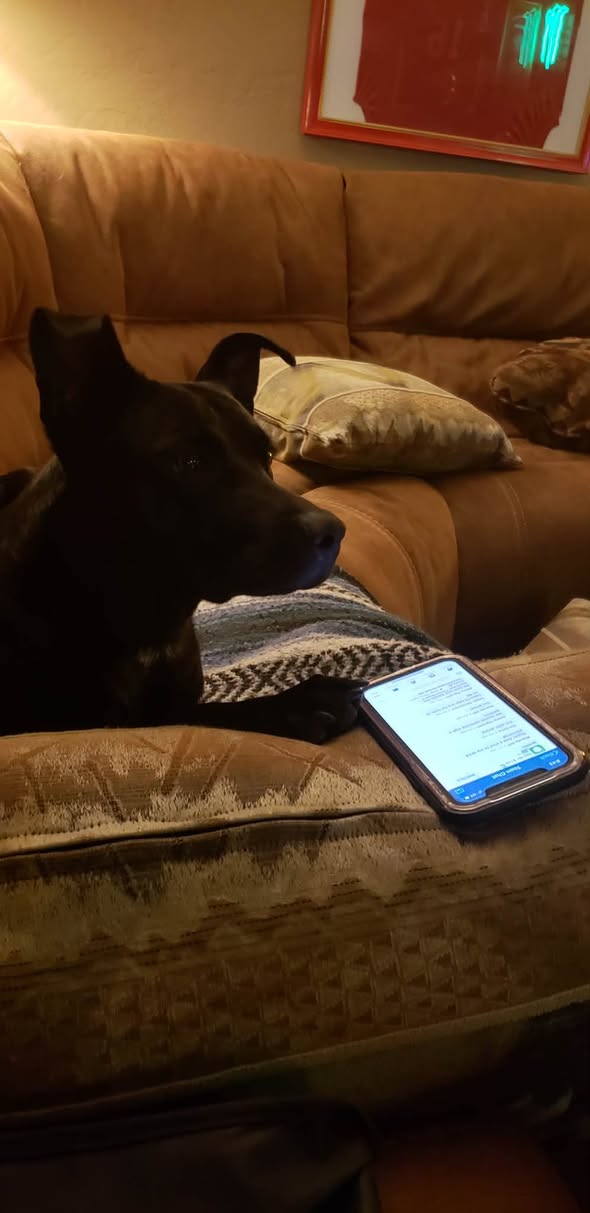 Lost Dog in Tucson