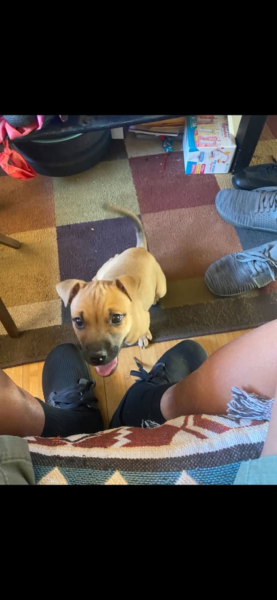 Found Dog in Tucson