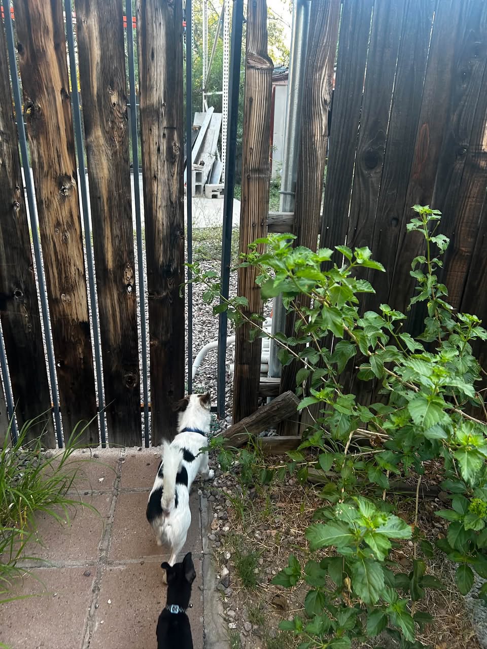 Lost Dog in Tucson