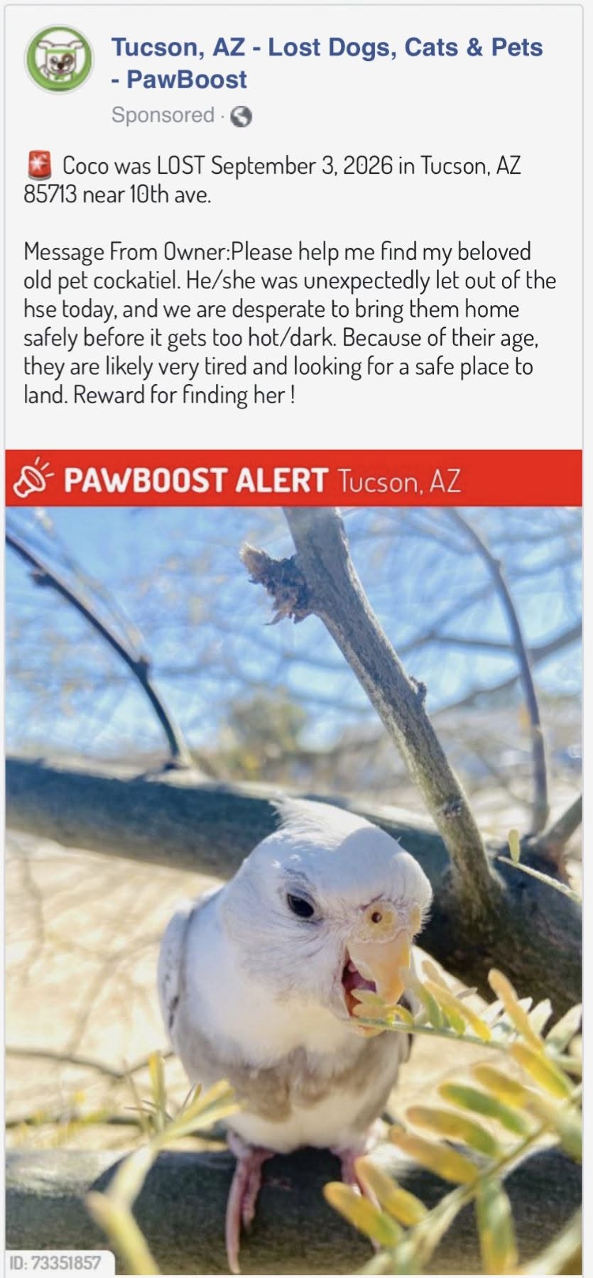 Lost Bird in Tucson