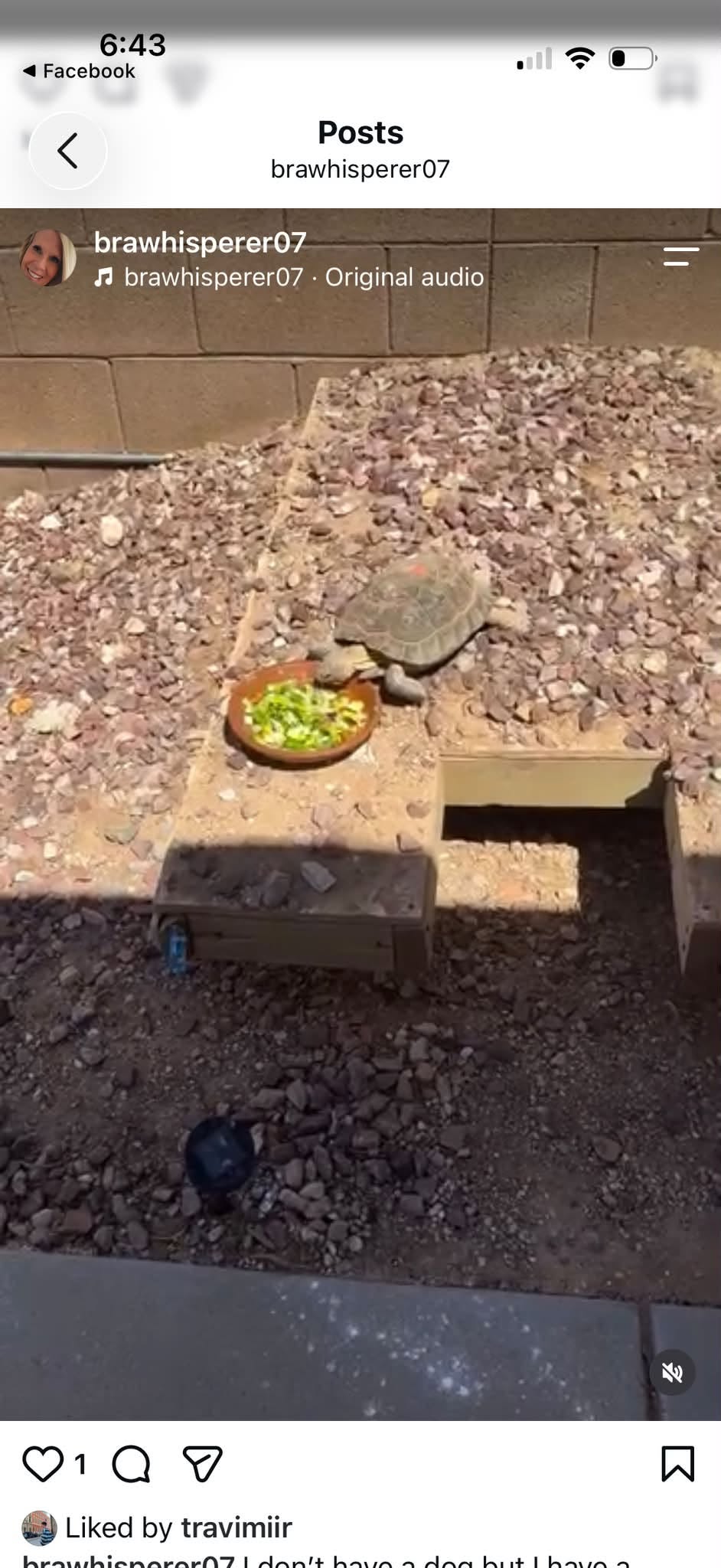 Lost tortoise