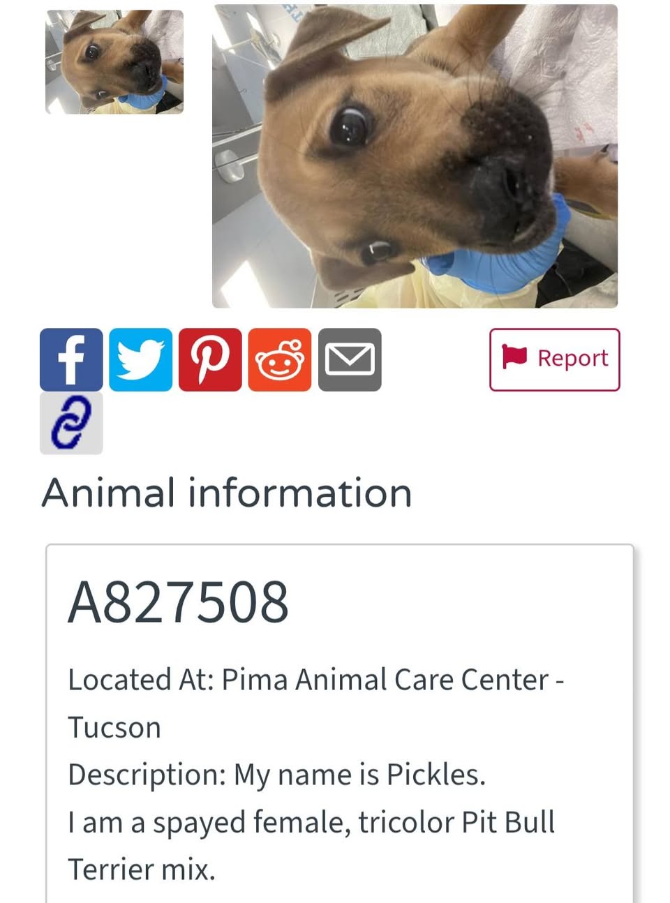 Found dog