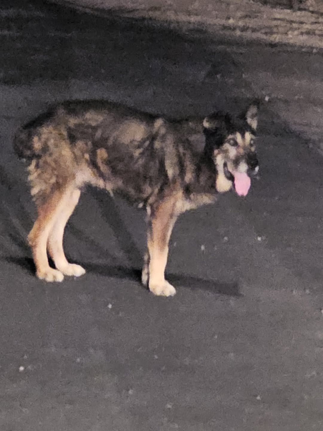 Found Dog in Tucson