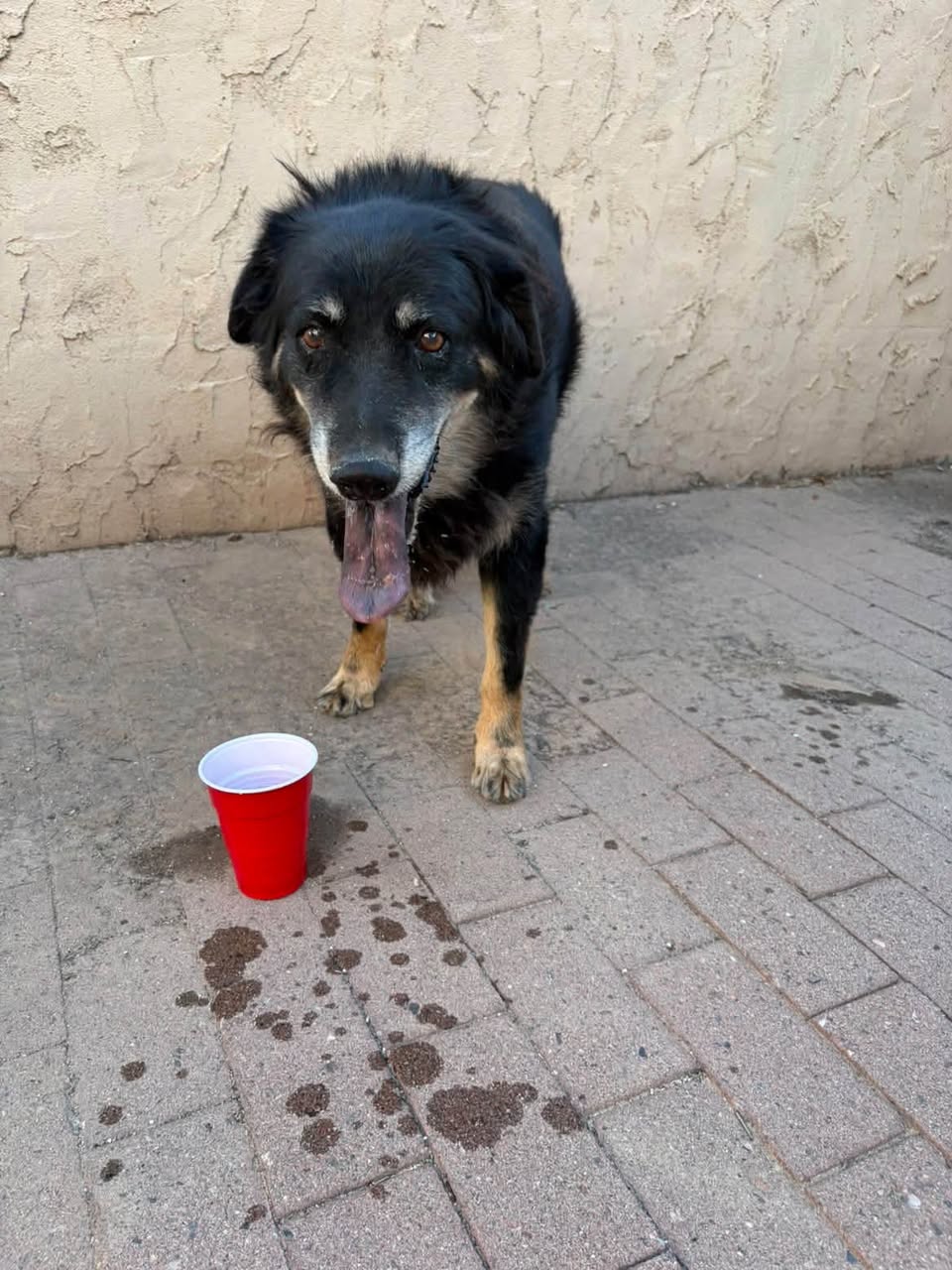 Found Dog in Euclid & Drachman