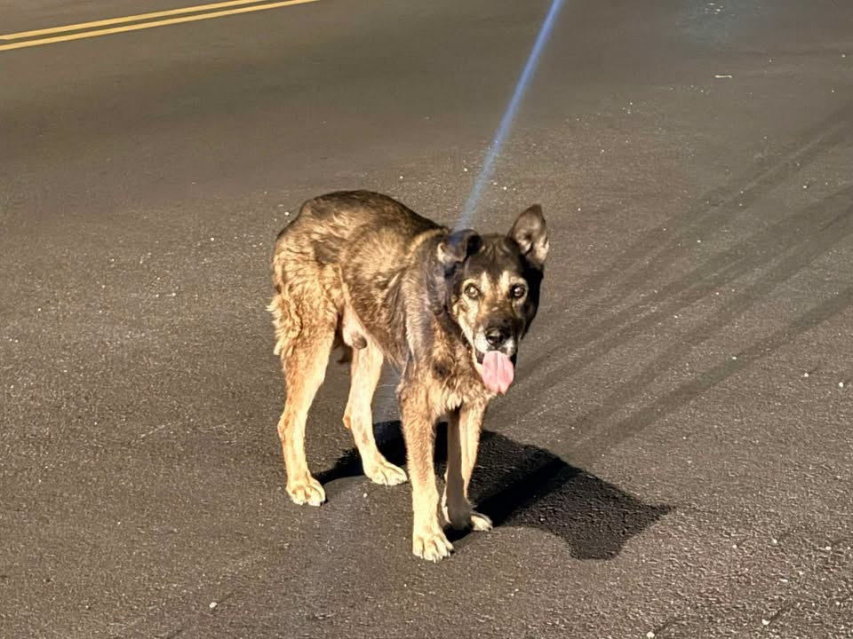 Found dog