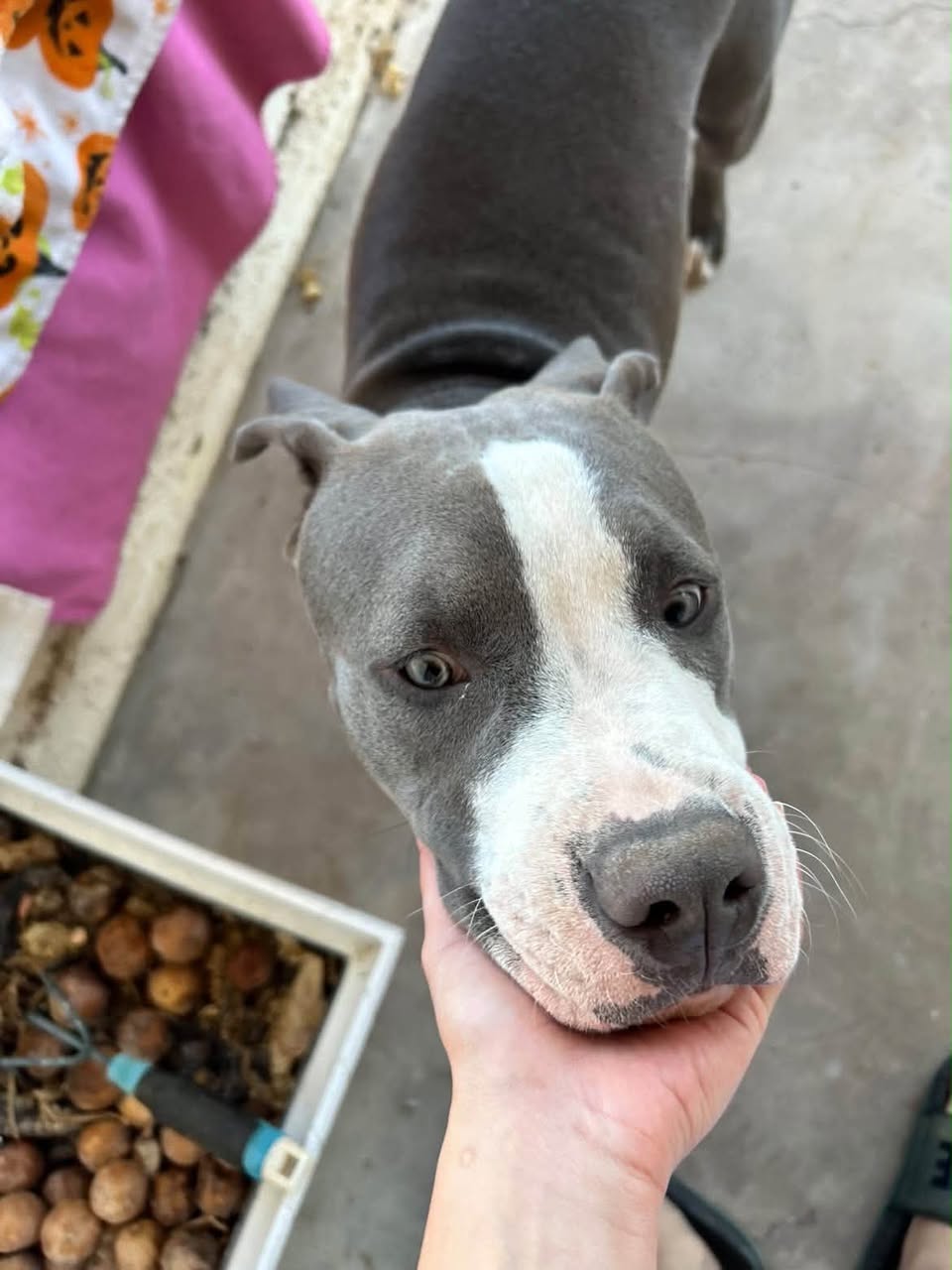 Lost Dog in Starr Pass And La Cholla