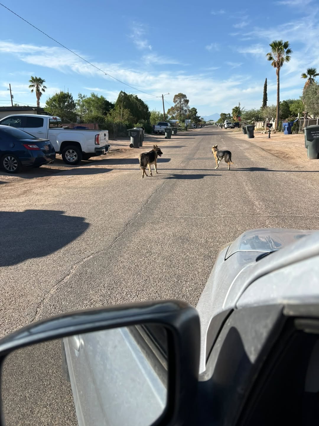 Found Dog in Tucson