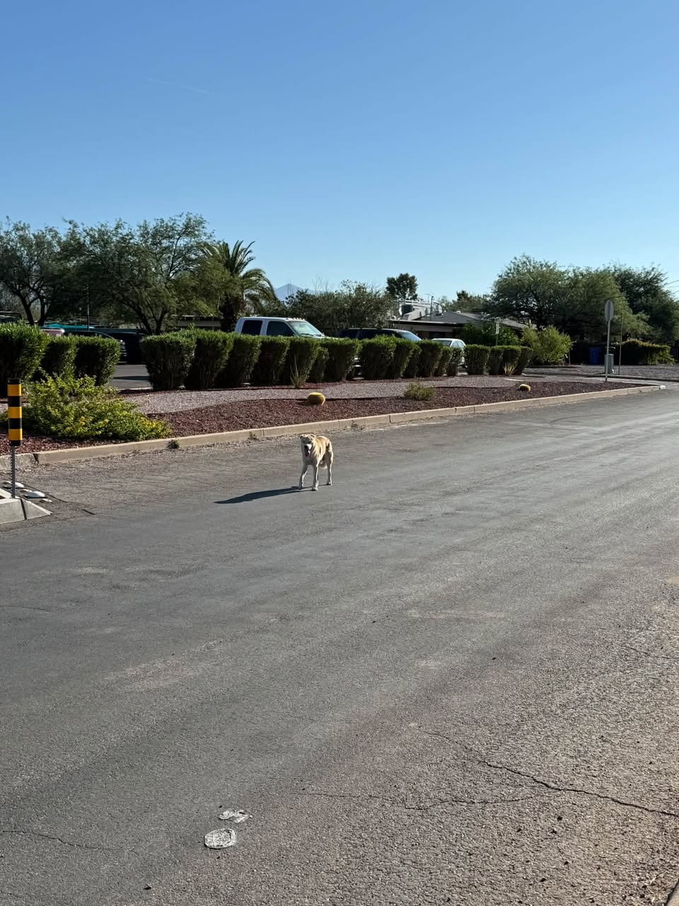Found Dog in Tucson
