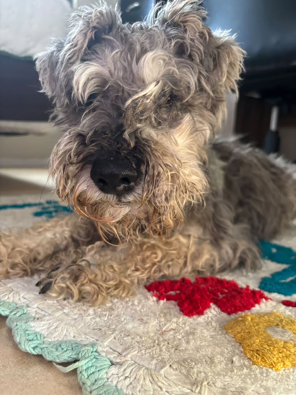 Found Dog in Tucson
