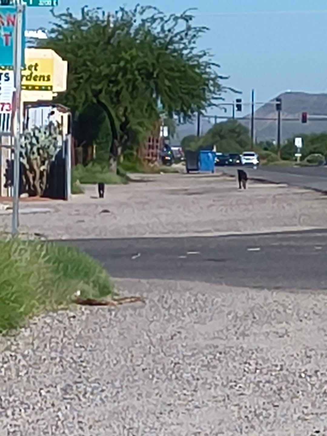 Found Dog in Tucson