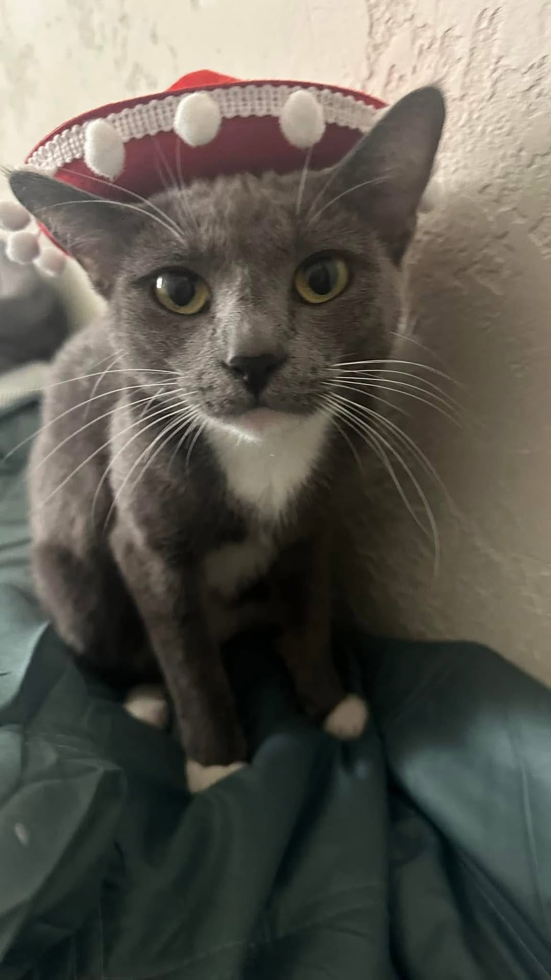 Lost Cat in Tucson