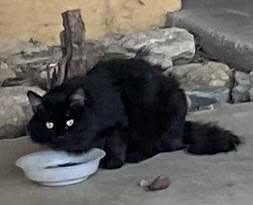 Found cat