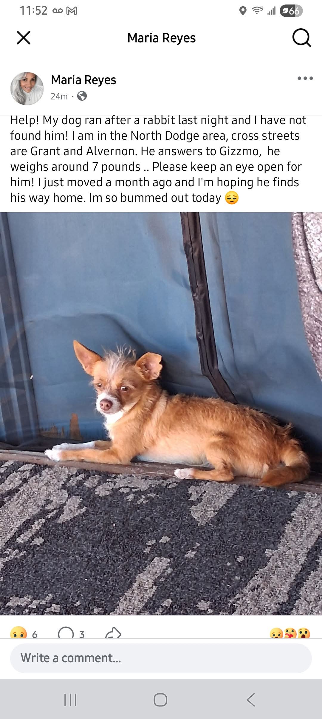 Lost Dog in North Dodge