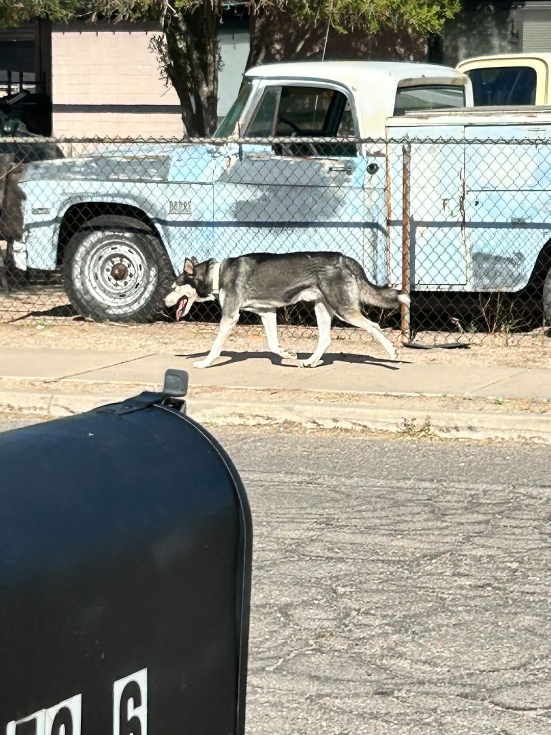 Found Dog in Tucson