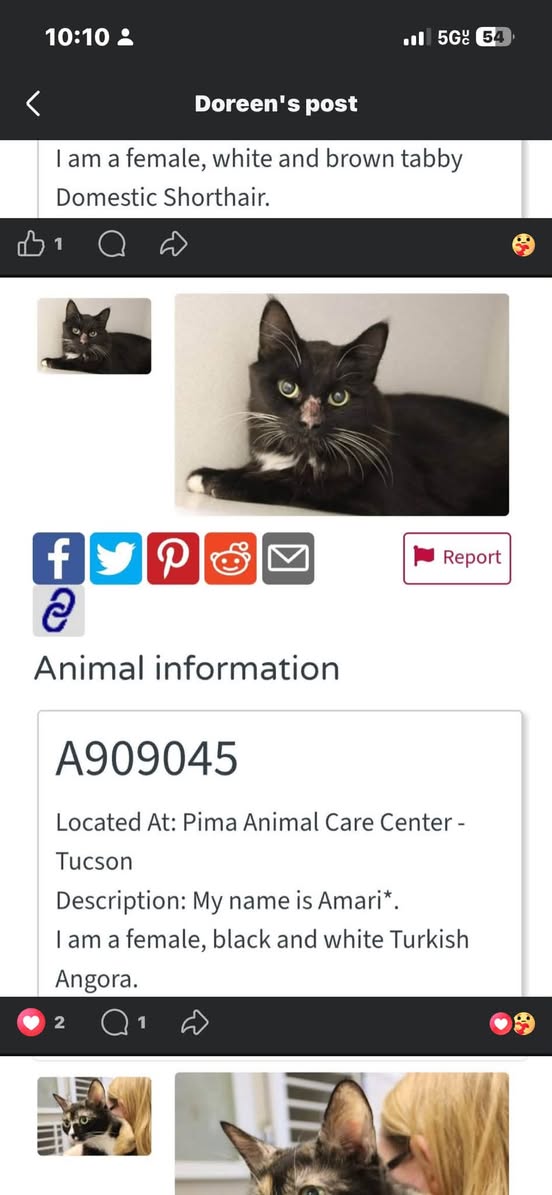 Lost Cat in Pima Animal Care Center