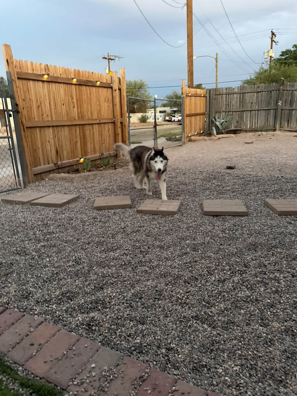 Found Dog in Tucson