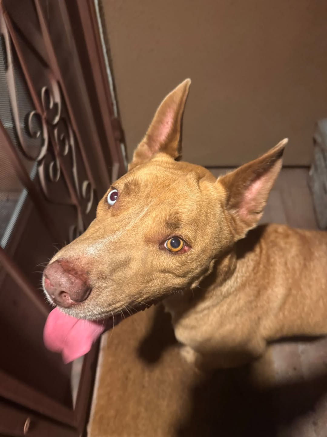 Found Dog in Tucson