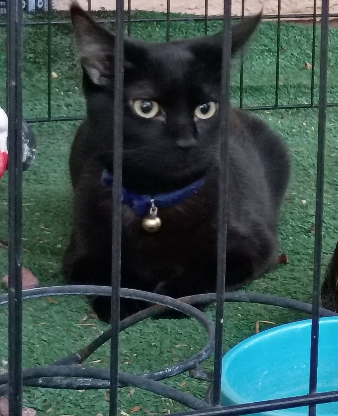 Lost Cat in Tucson