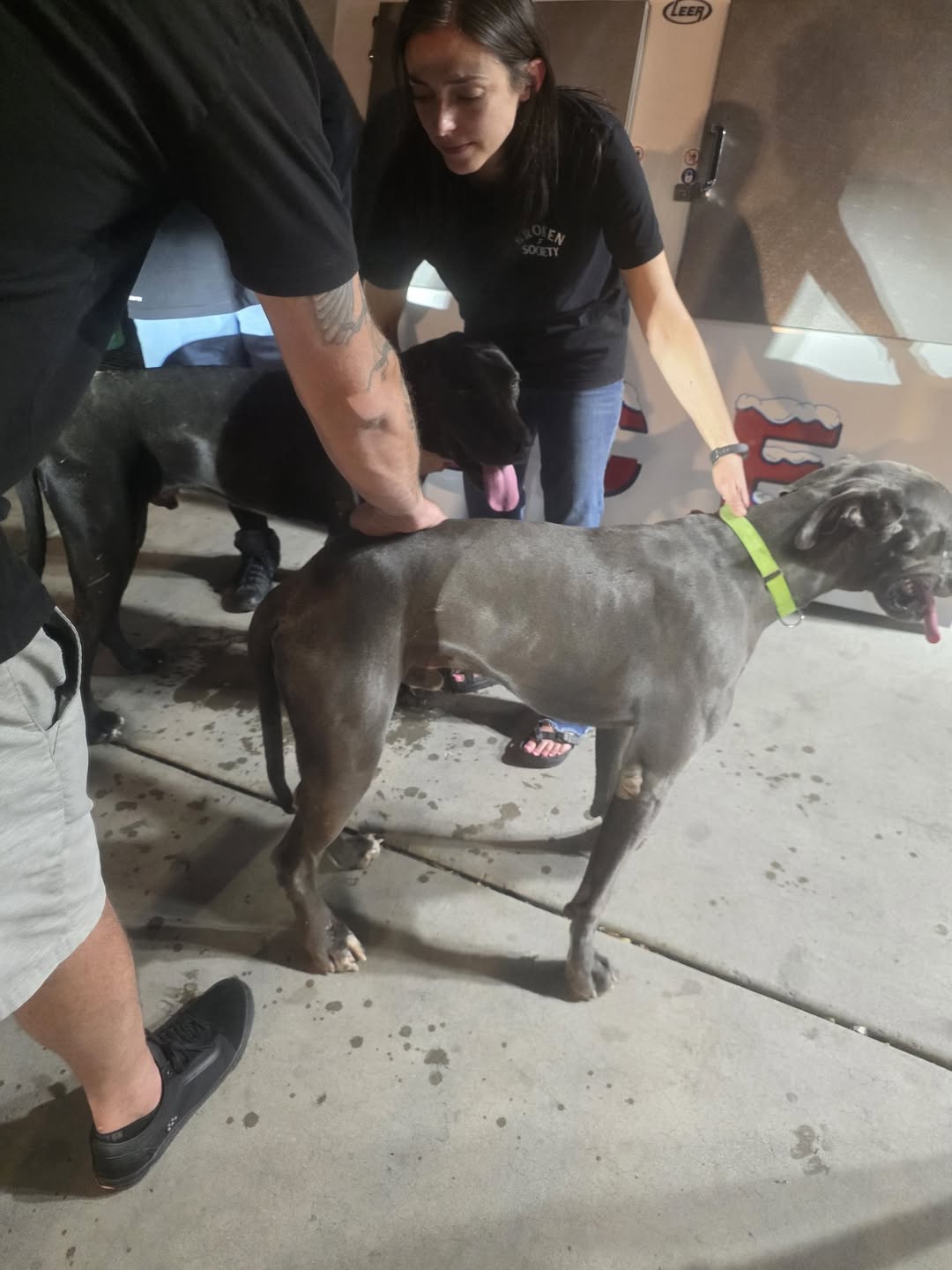 Found Dog in Tucson