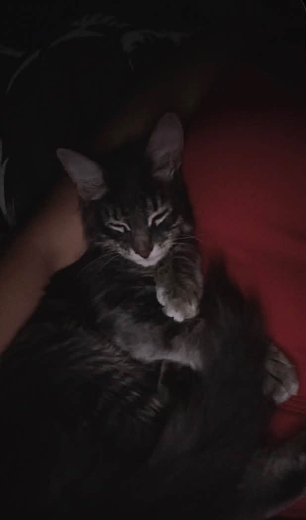 Lost cat