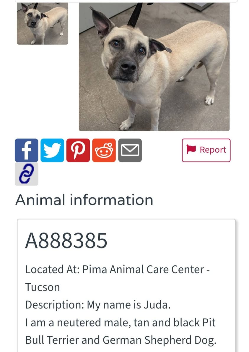 Found dog