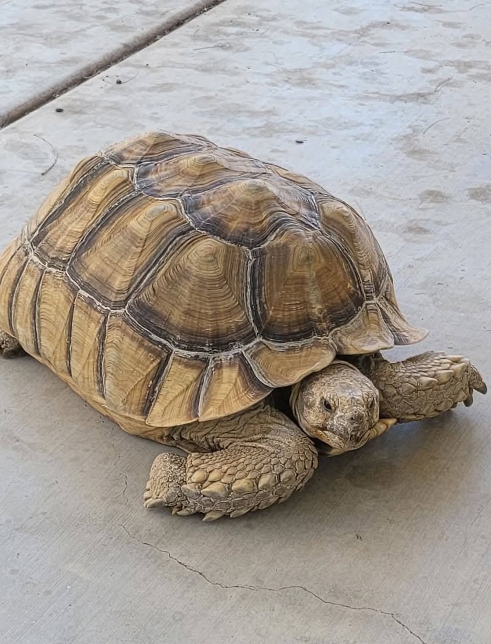 Lost tortoise