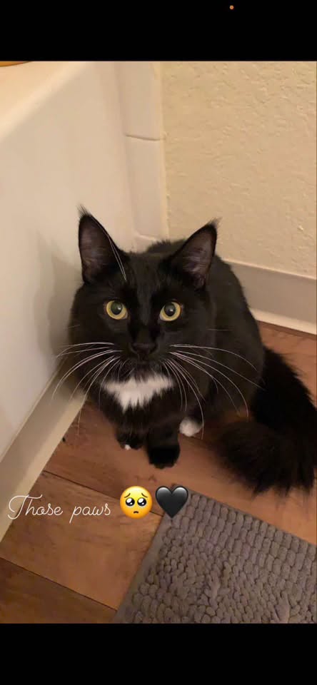 Lost Cat in Pima Animal Care Center