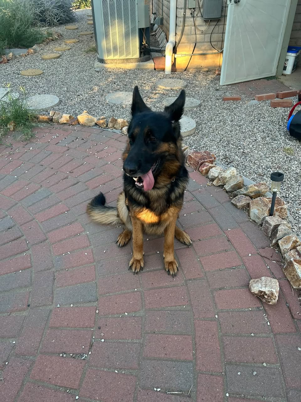 Found Dog in Tucson