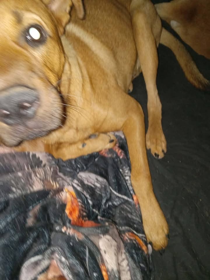 Lost Dog in Picture Rocks