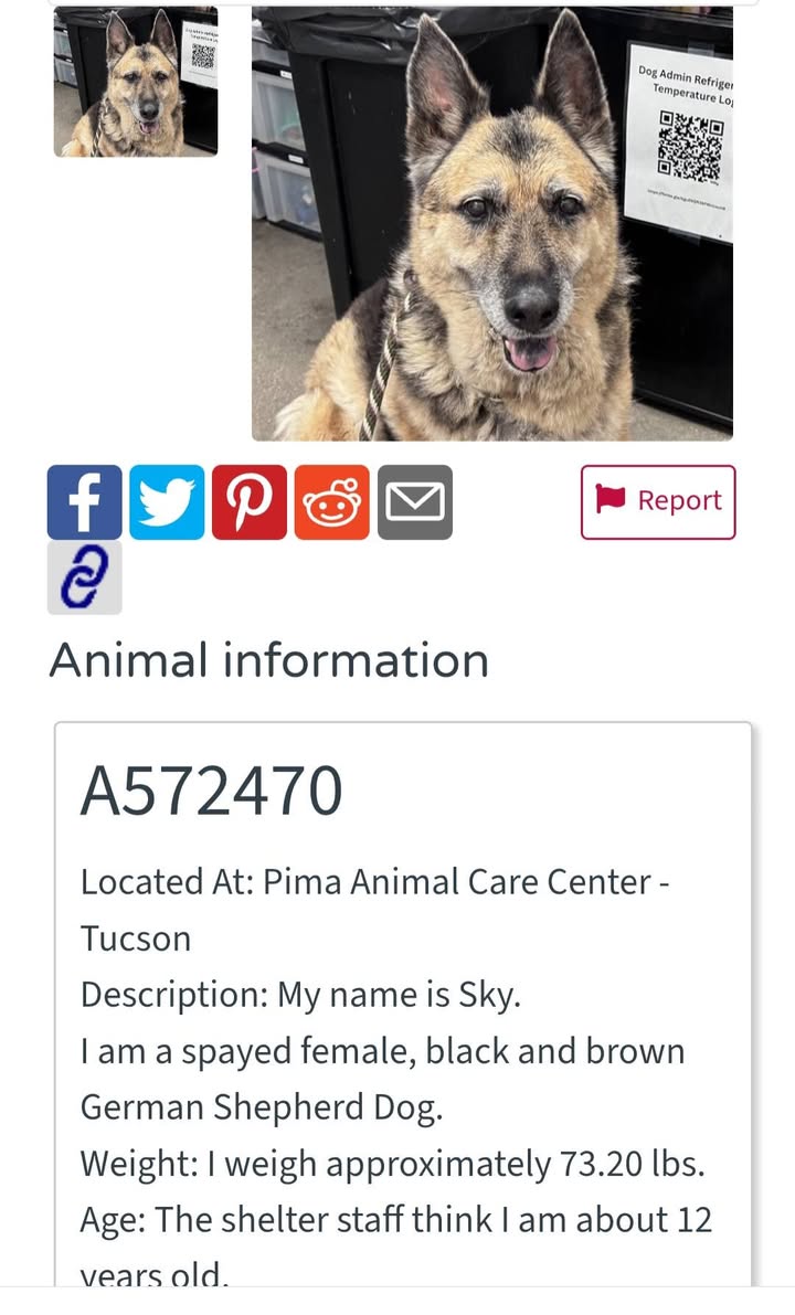 Found dog