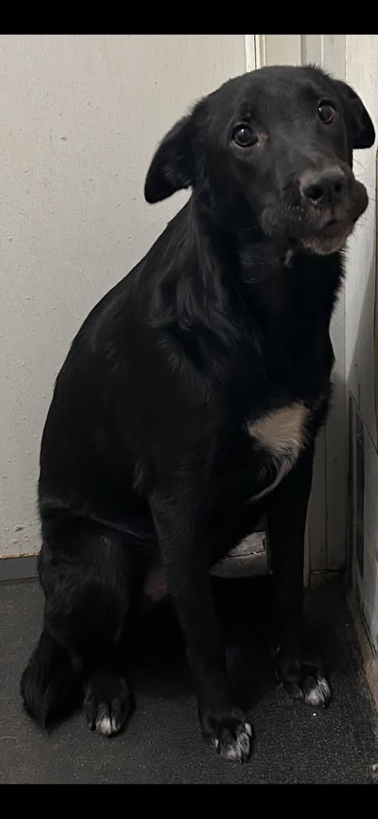 Lost dog