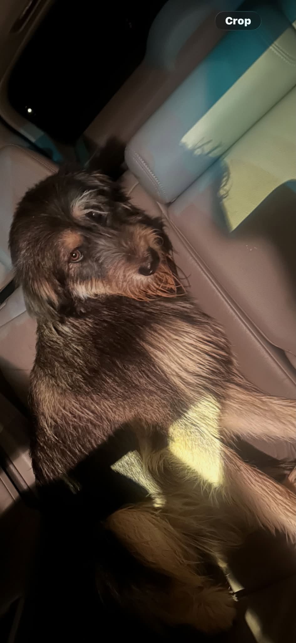 Found Dog in Tucson