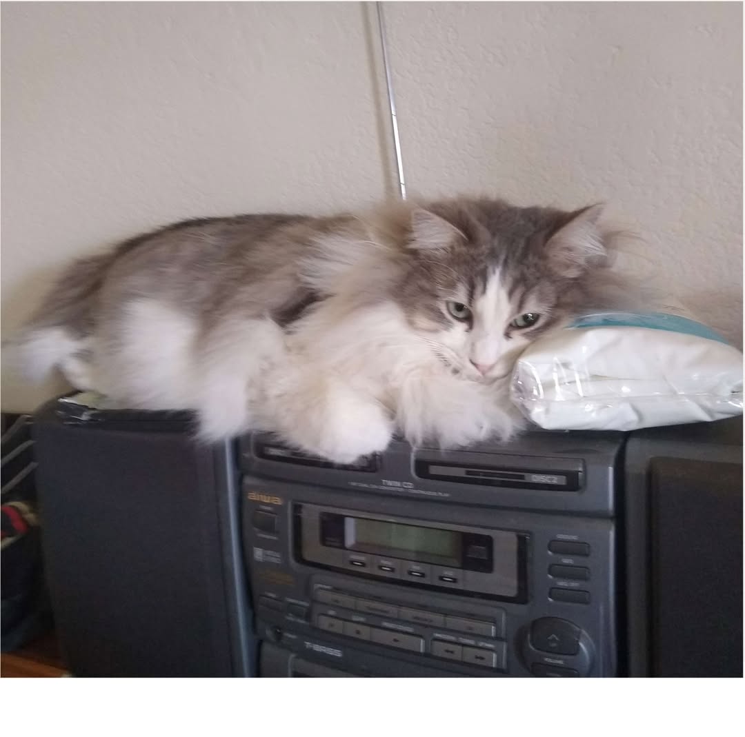 Lost Cat in Tucson
