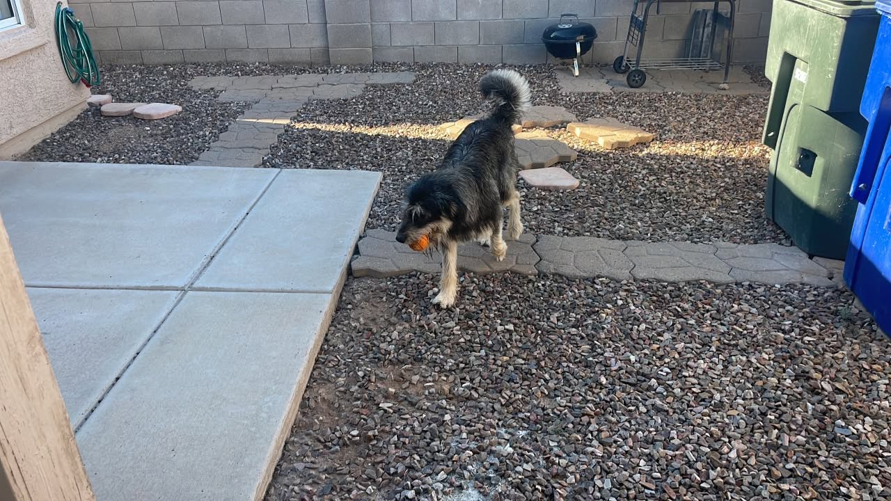 Found dog