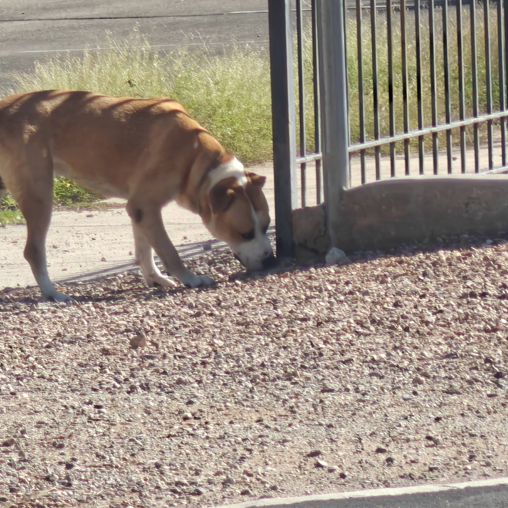 Found dog
