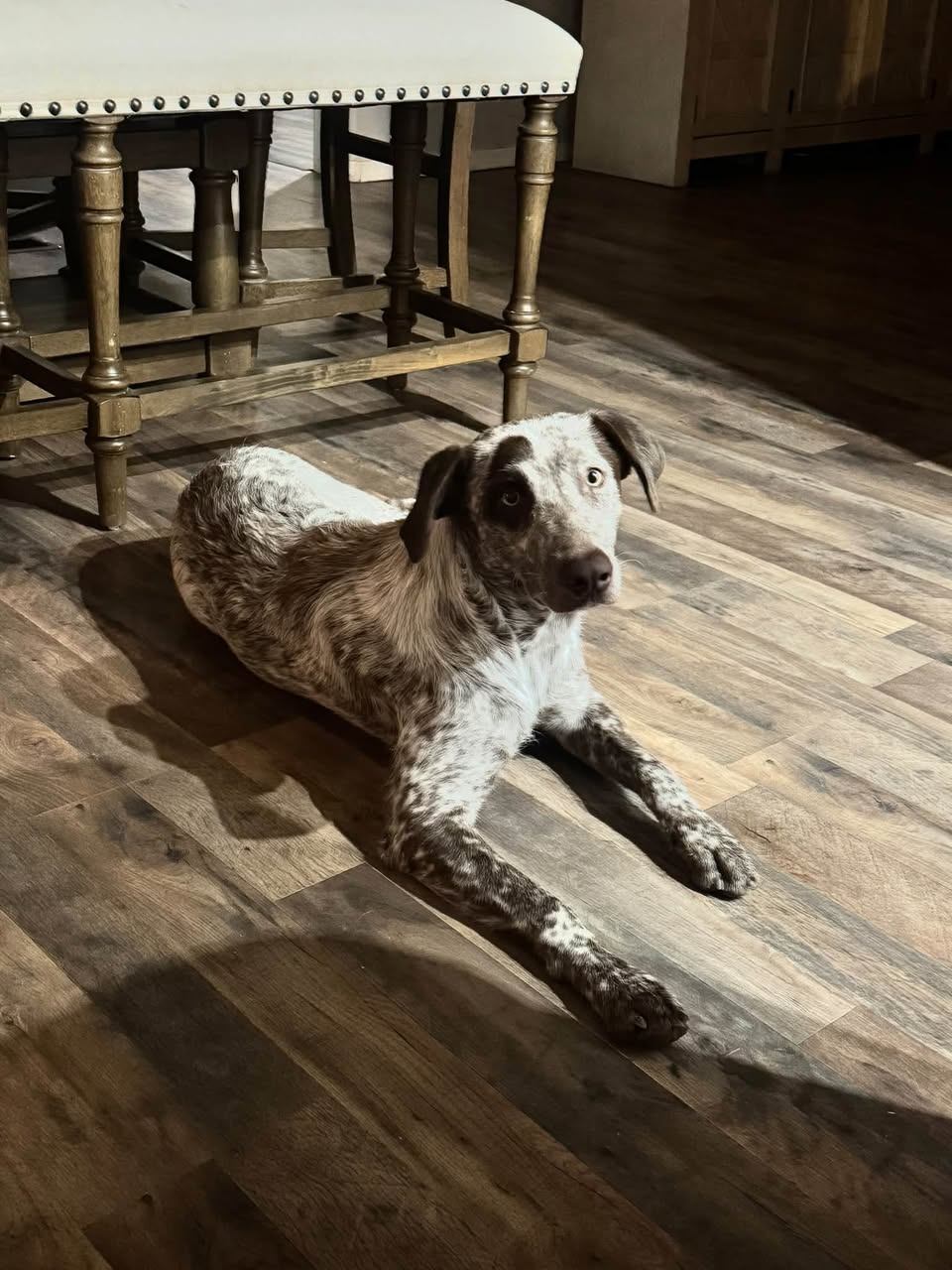 Found Dog in Tucson