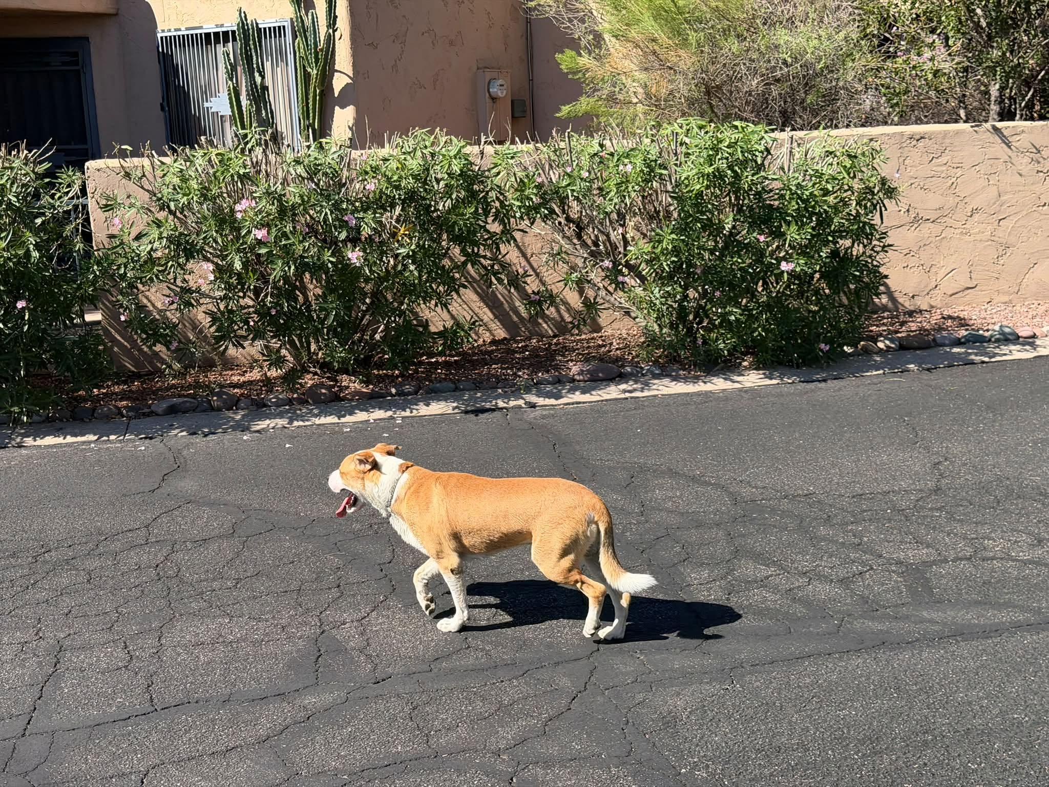 Found Dog in Tucson