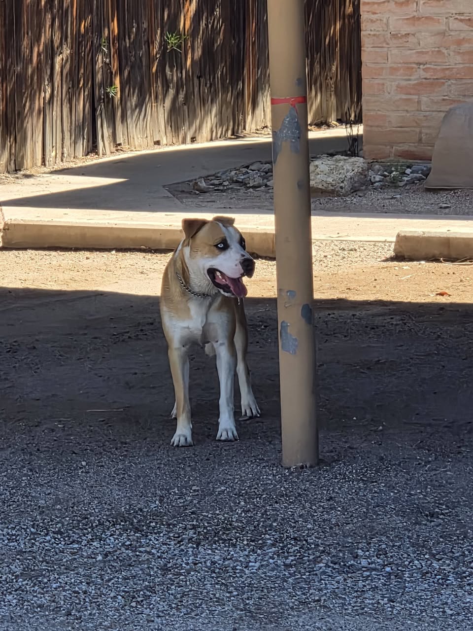 Found Dog in Tucson